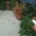 黄精种苗黄精种植基地包技术包回收黄精苗全程技术