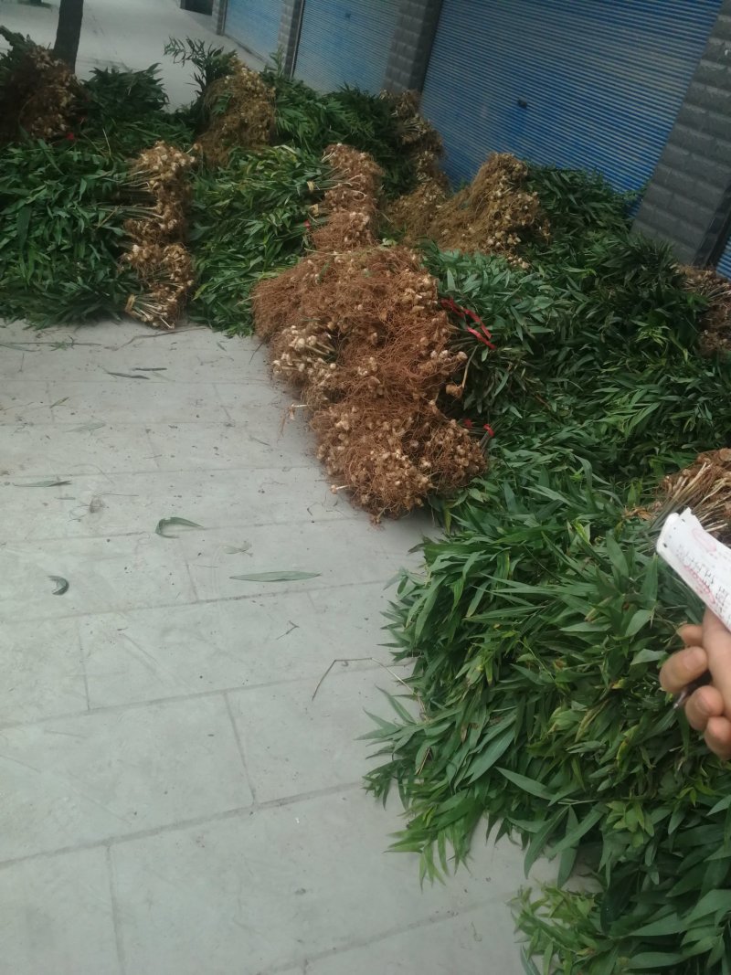 黄精种苗黄精种植基地包技术包回收黄精苗全程技术