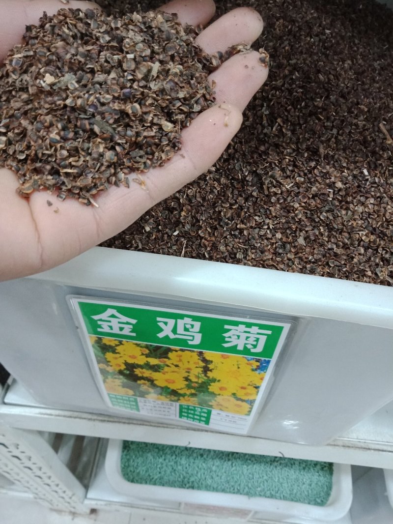 大花金鸡菊种子金鸡菊花籽花海绿化多年生宿根花草种子金鸡菊