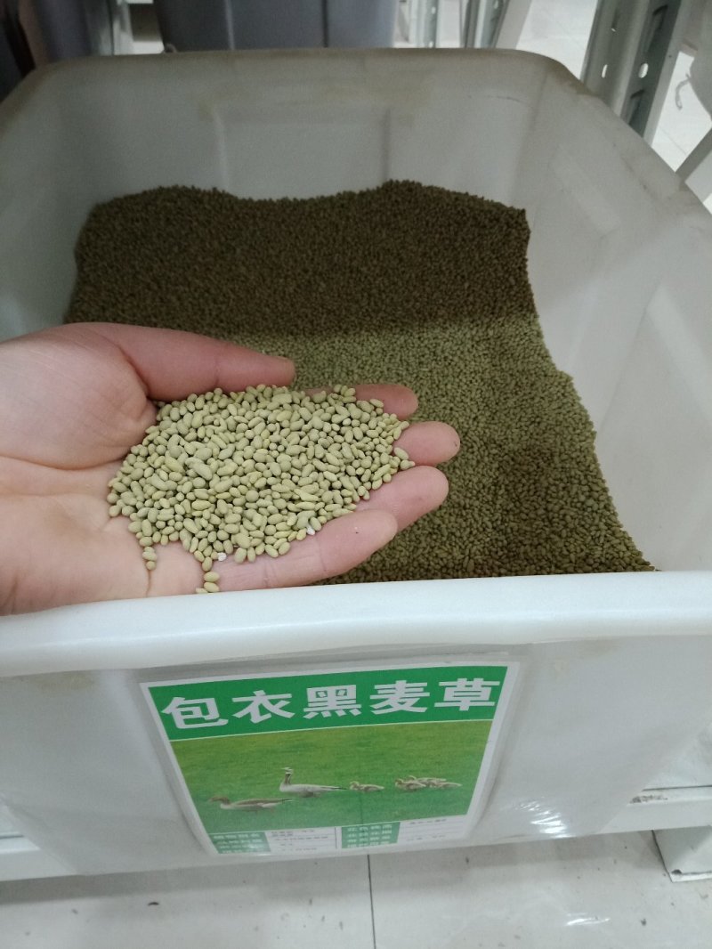 黑麦草种子包邮多年生四季牧草耐寒高产再生耐收割养殖牛羊鱼