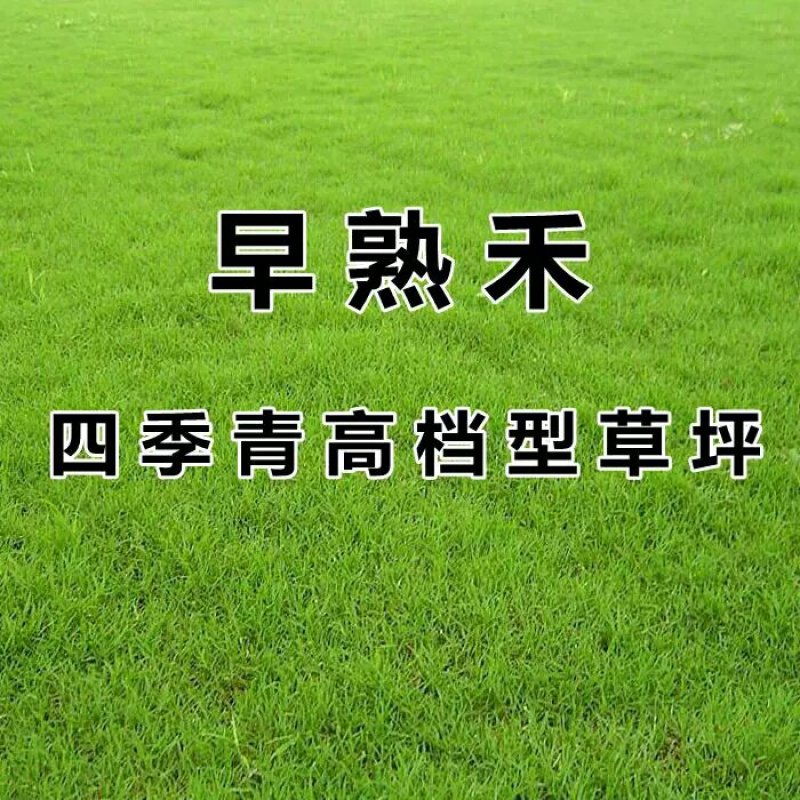 早熟禾种子净籽四季可播产量高每亩25/30斤