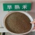 早熟禾种子净籽四季可播产量高每亩25/30斤