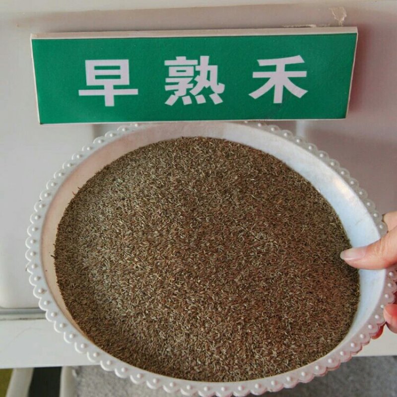 早熟禾种子净籽四季可播产量高每亩25/30斤