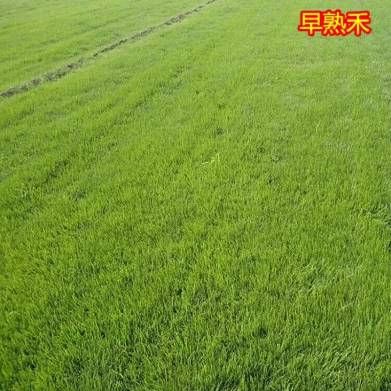 早熟禾种子净籽四季可播产量高每亩25/30斤