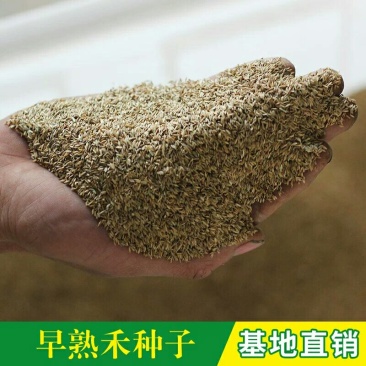 早熟禾种子净籽四季可播产量高每亩25/30斤