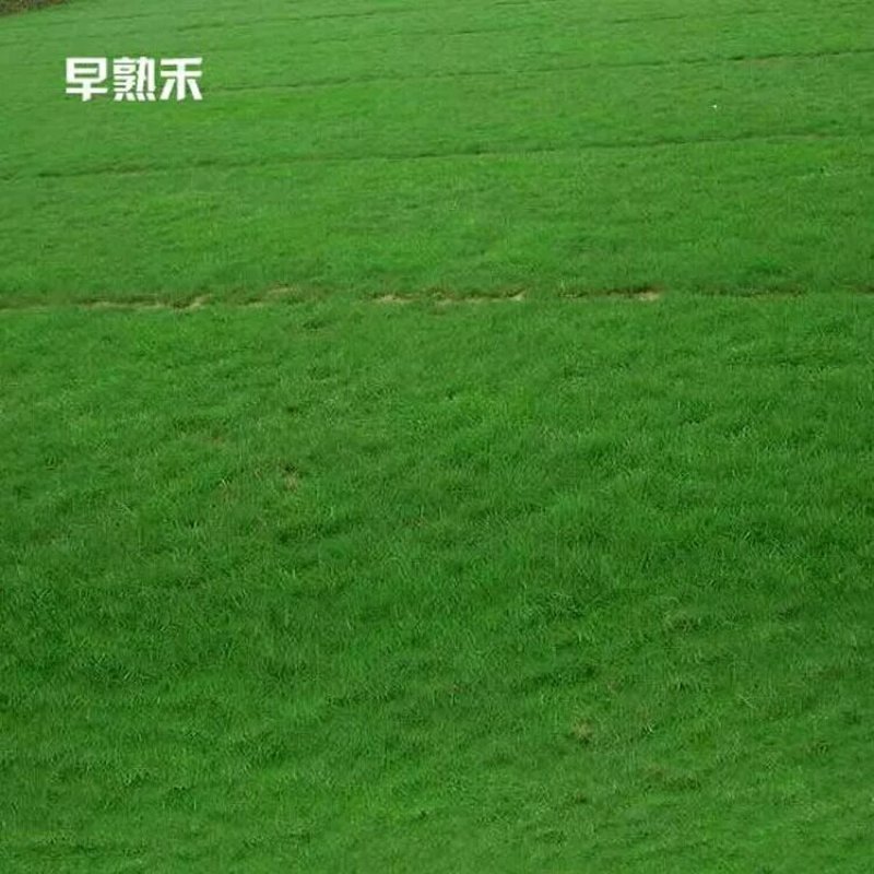 早熟禾种子净籽四季可播产量高每亩25/30斤