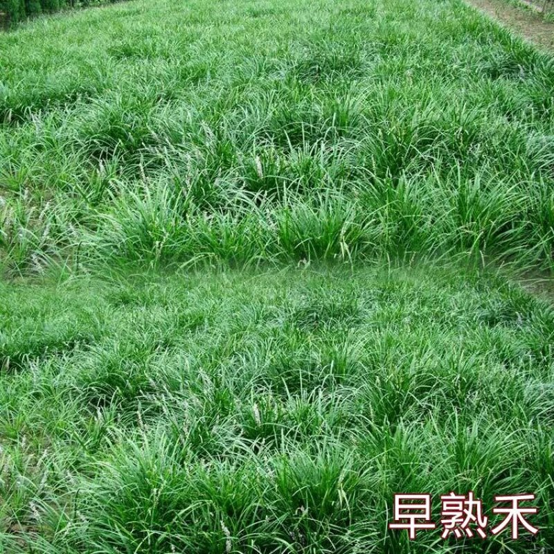 早熟禾种子净籽四季可播产量高每亩25/30斤