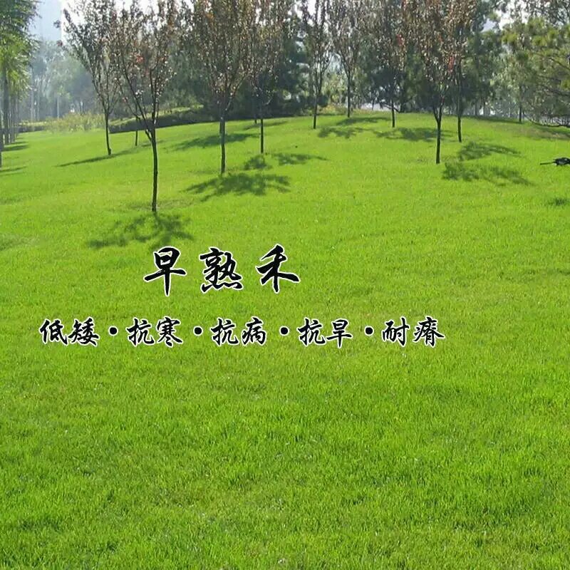 早熟禾种子净籽四季可播产量高每亩25/30斤