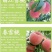 桃树苗盆栽南北方种植嫁接桃树苗大红桃树苗水地栽当年