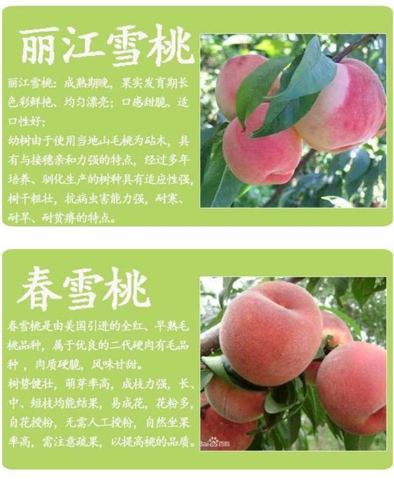 桃树苗盆栽南北方种植嫁接桃树苗大红桃树苗水地栽当年