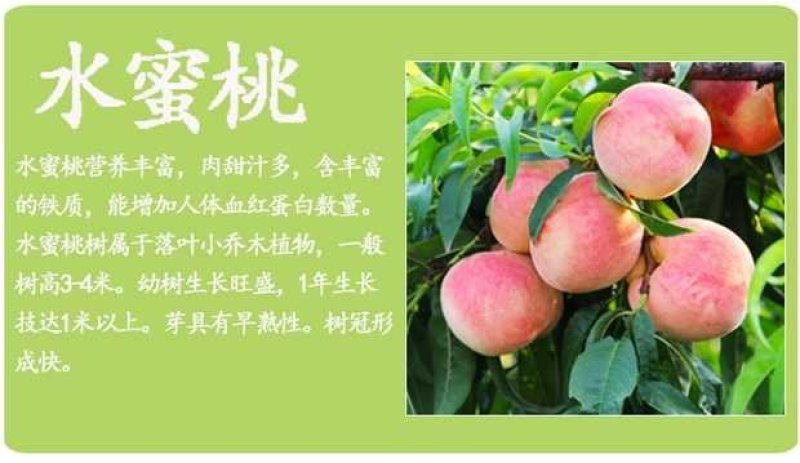 桃树苗盆栽南北方种植嫁接桃树苗大红桃树苗水地栽当年