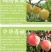 桃树苗盆栽南北方种植嫁接桃树苗大红桃树苗水地栽当年