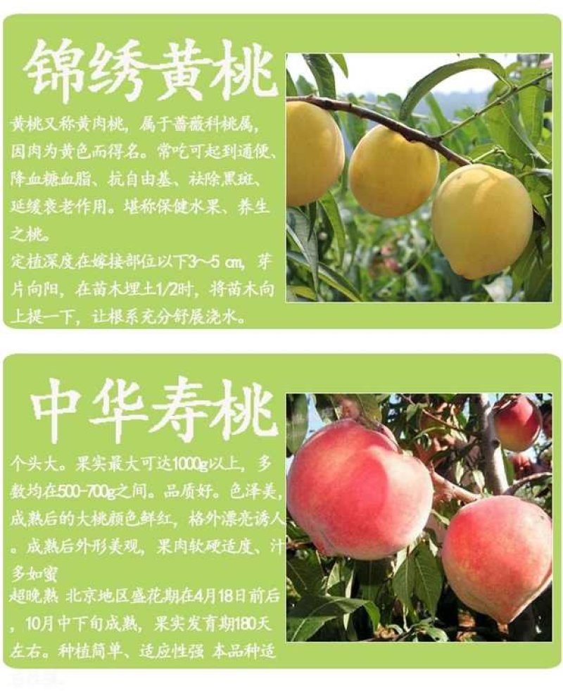 桃树苗盆栽南北方种植嫁接桃树苗大红桃树苗水地栽当年