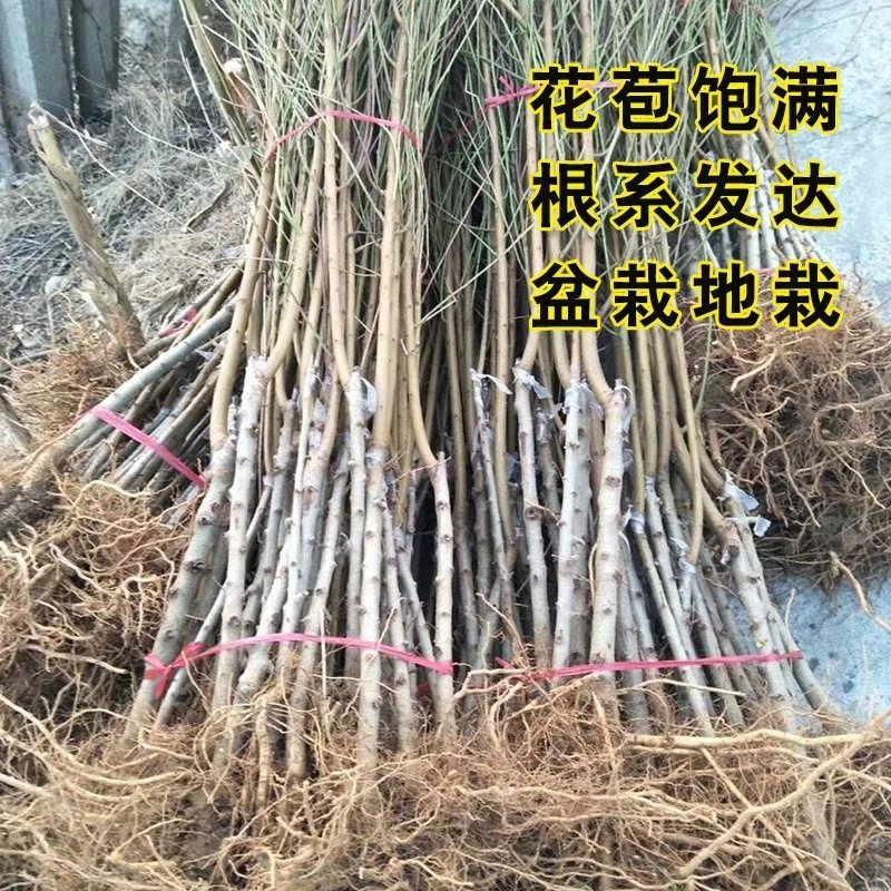 桃树苗盆栽南北方种植嫁接桃树苗大红桃树苗水地栽当年