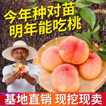 桃树苗盆栽南北方种植嫁接桃树苗大红桃树苗水地栽当年