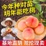 桃树苗盆栽南北方种植嫁接桃树苗大红桃树苗水地栽当年