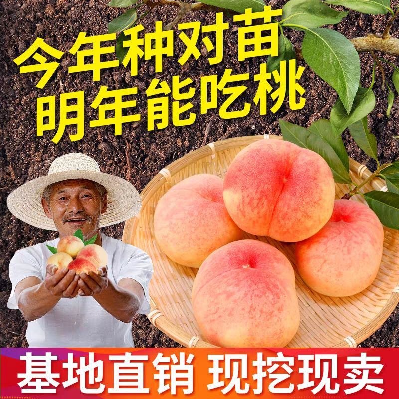 桃树苗盆栽南北方种植嫁接桃树苗大红桃树苗水地栽当年