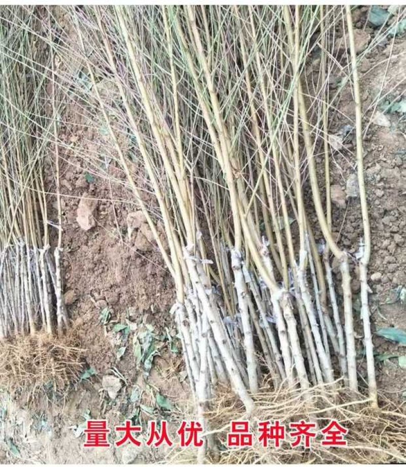 桃树苗盆栽南北方种植嫁接桃树苗大红桃树苗水地栽当年