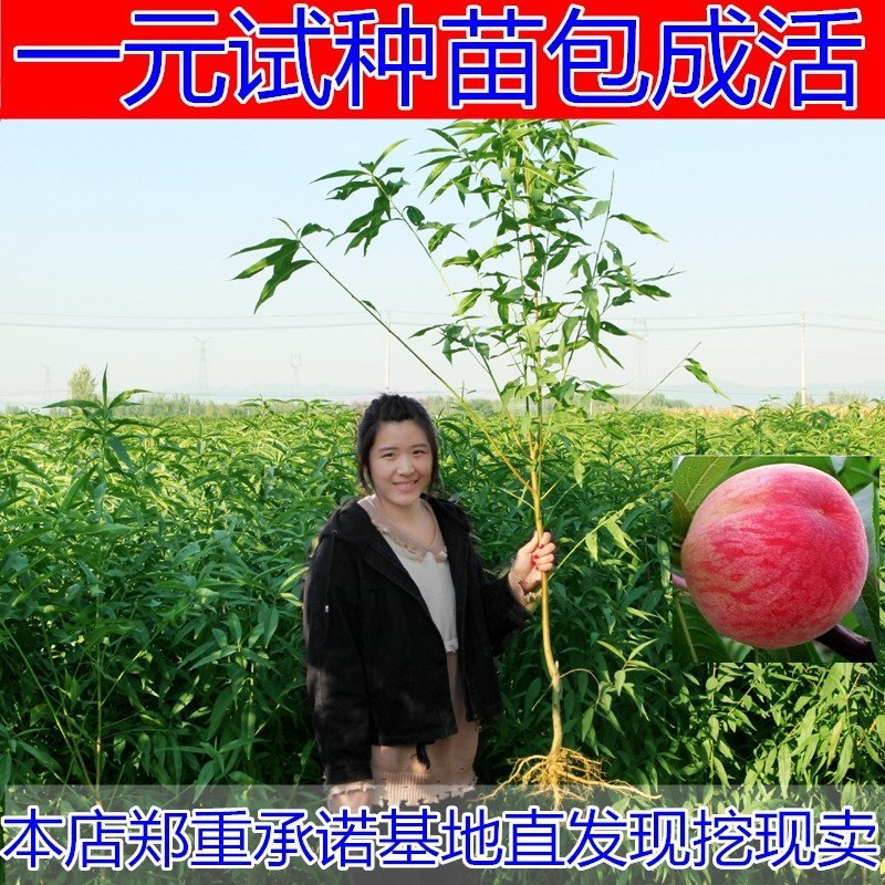 桃树苗盆栽南北方种植嫁接桃树苗大红桃树苗水地栽当年