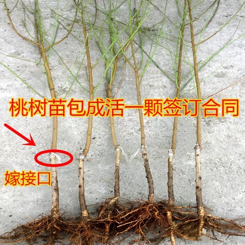 桃树苗盆栽南北方种植嫁接桃树苗大红桃树苗水地栽当年