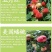 桃树苗盆栽南北方种植嫁接桃树苗大红桃树苗水地栽当年