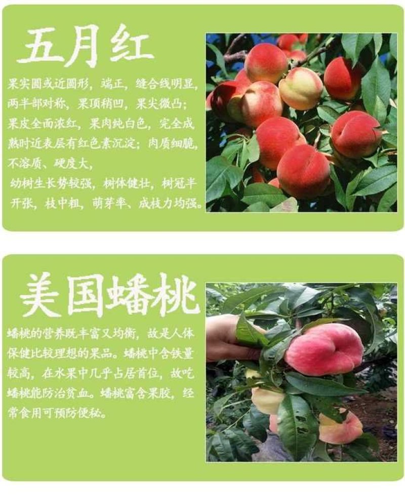 桃树苗盆栽南北方种植嫁接桃树苗大红桃树苗水地栽当年