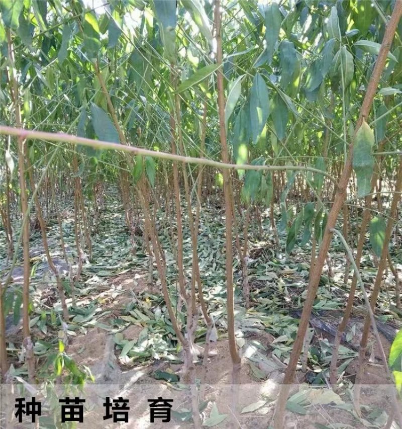 桃树苗盆栽南北方种植嫁接桃树苗大红桃树苗水地栽当年