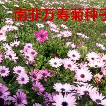 南非万寿菊种子