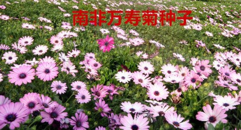 南非万寿菊种子