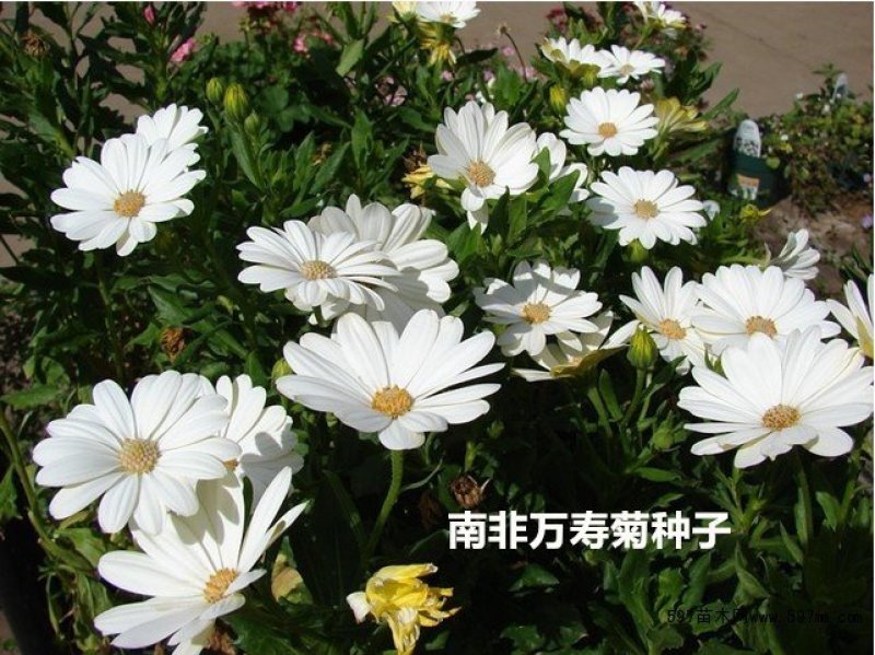 南非万寿菊种子