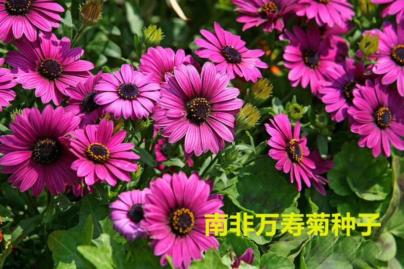 南非万寿菊种子
