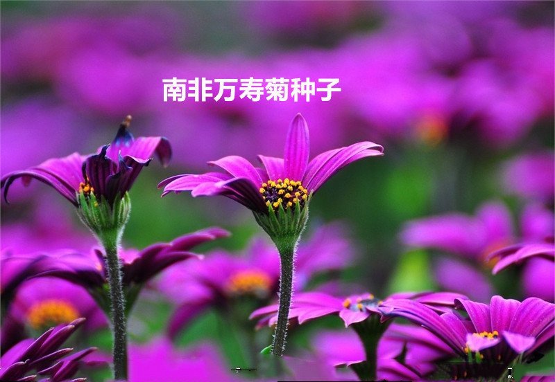 南非万寿菊种子