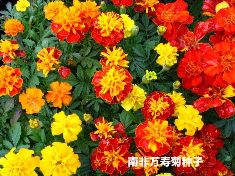 南非万寿菊种子