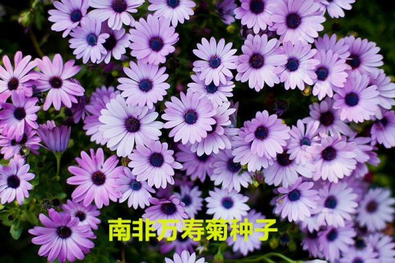 南非万寿菊种子