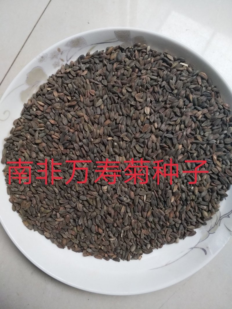 南非万寿菊种子