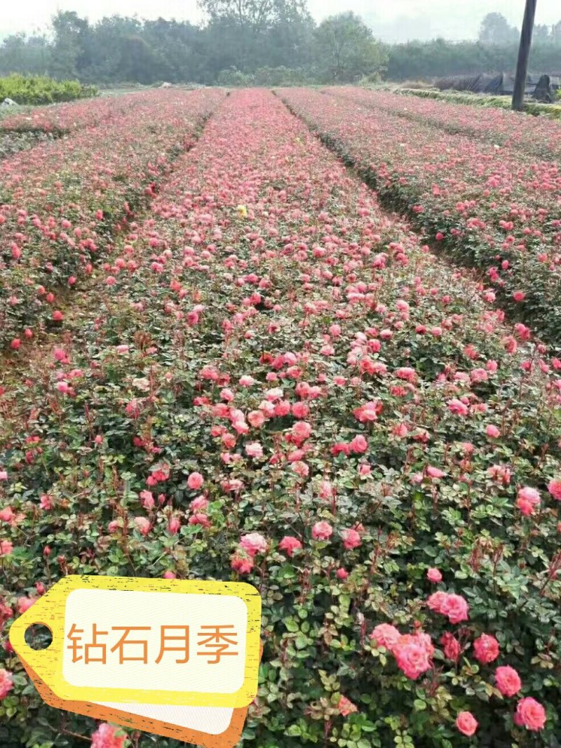 月季丰花月季钻石月季小花月季20~50cm品