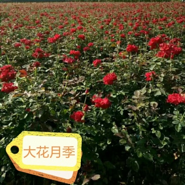 月季丰花月季钻石月季小花月季20~50cm品