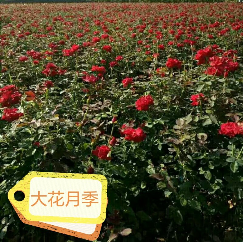 月季丰花月季钻石月季小花月季20~50cm品