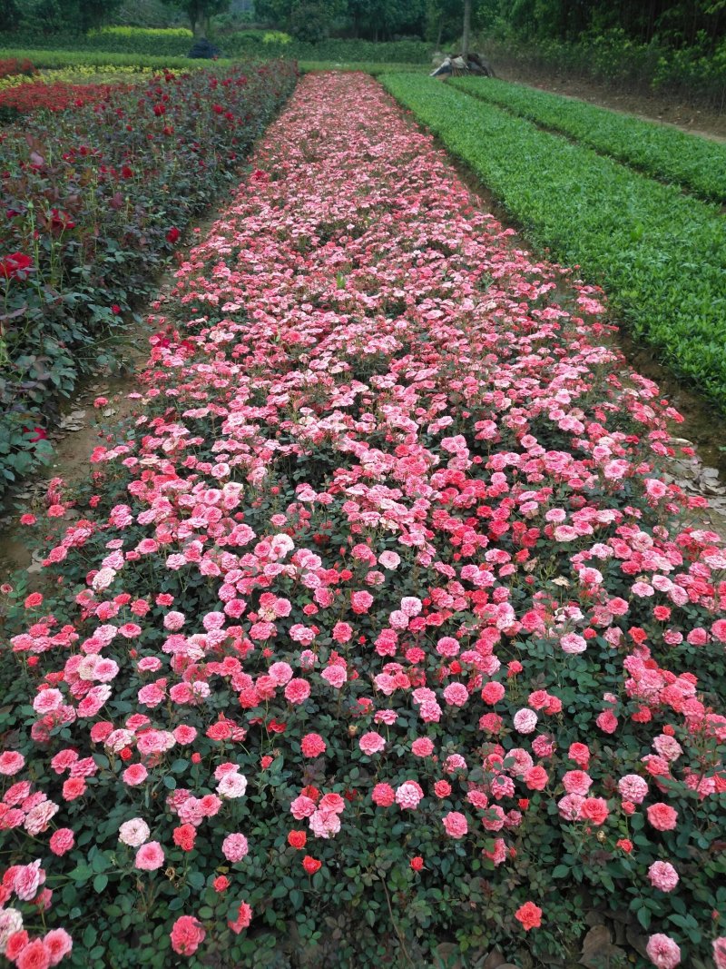 月季丰花月季钻石月季小花月季20~50cm品