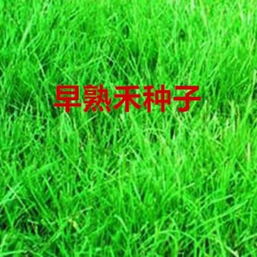 早熟禾种子发芽率98％
