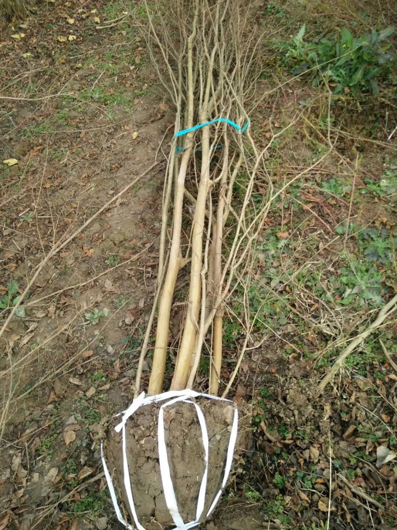 丛生紫薇苗圃大量供应红花丛生紫薇主杆3-8公分紫薇