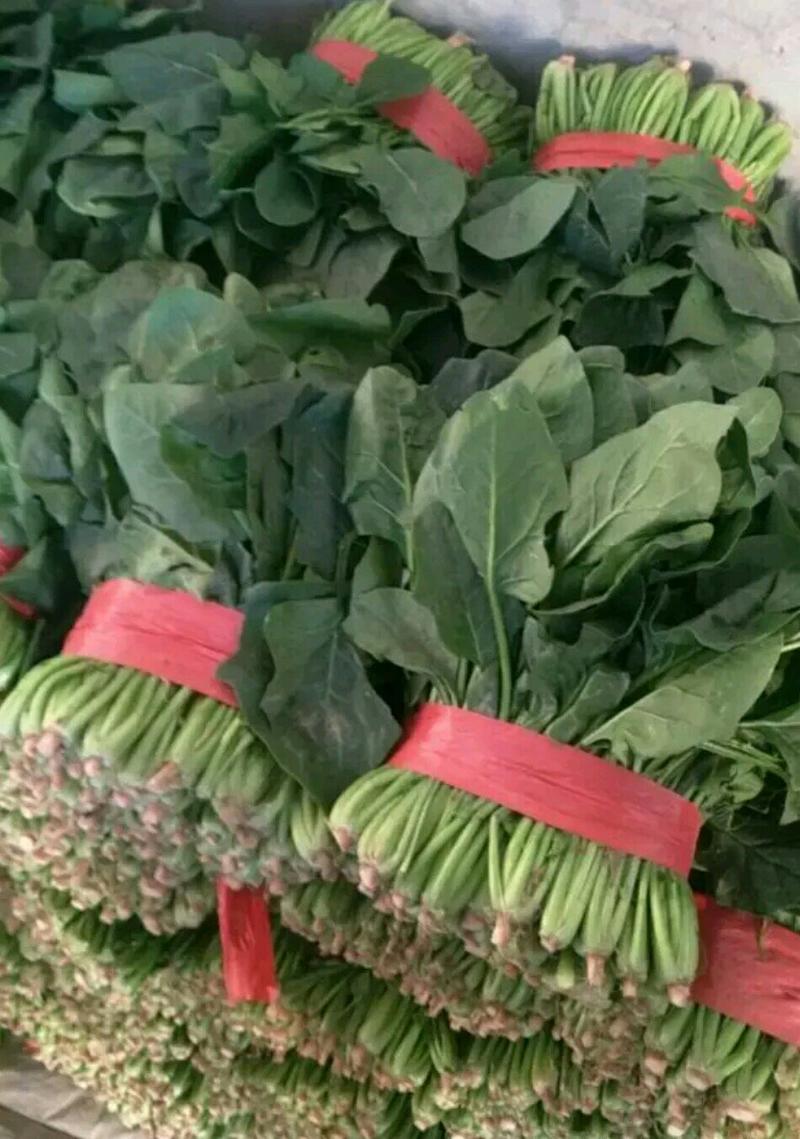 山东聊城万亩蔬菜基地大叶菠菜大量上市中需要联系