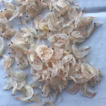 纯淡干无盐虾皮常年批发无盐虾皮
