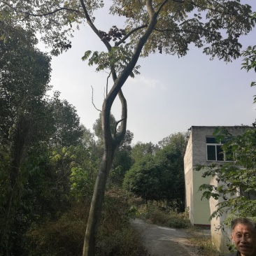 栾树全冠大量15以下截枝大量，从业十多年，欢迎了解