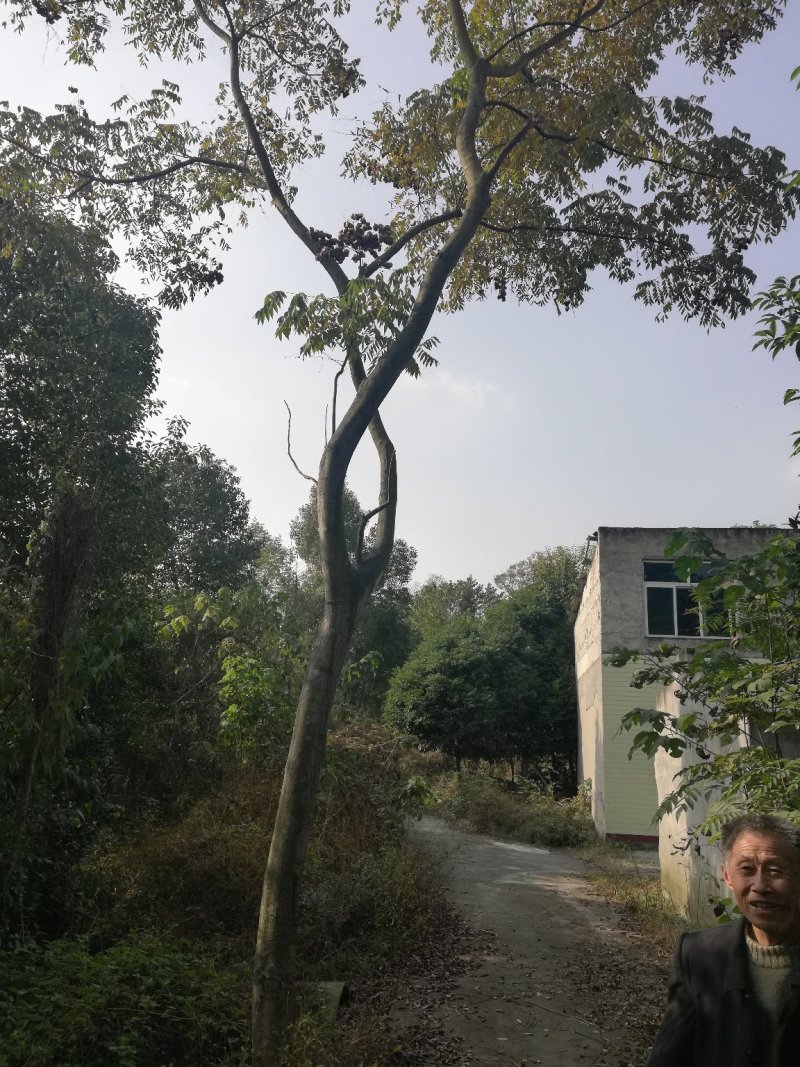 栾树全冠大量15以下截枝大量，从业十多年，欢迎了解