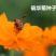 硫华菊种子发芽快花期长净籽6-8斤/亩