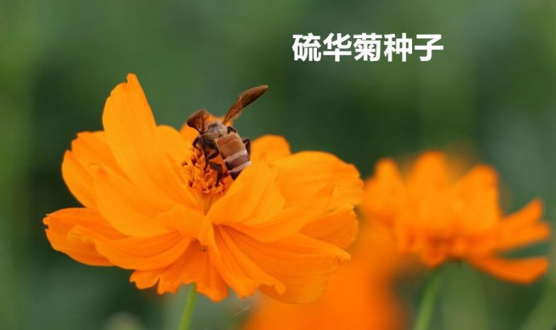 硫华菊种子发芽快花期长净籽6-8斤/亩