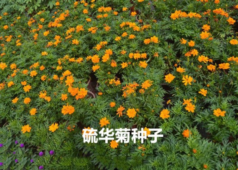 硫华菊种子发芽快花期长净籽6-8斤/亩