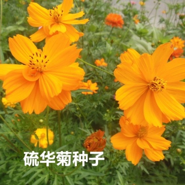 硫华菊种子发芽快花期长净籽6-8斤/亩