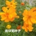 硫华菊种子发芽快花期长净籽6-8斤/亩